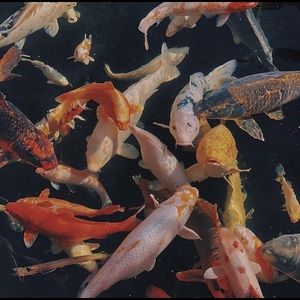 Meet your Posher, Rylee